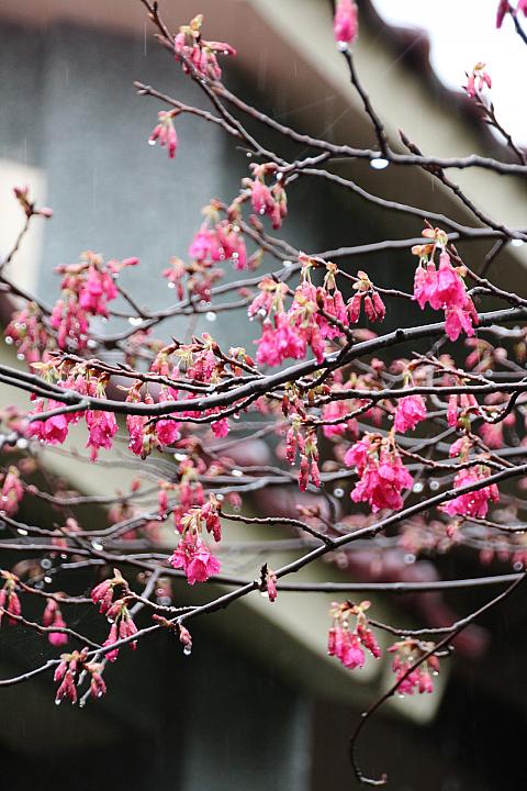 雨がどんどん強くなっていきました・・・＞＜