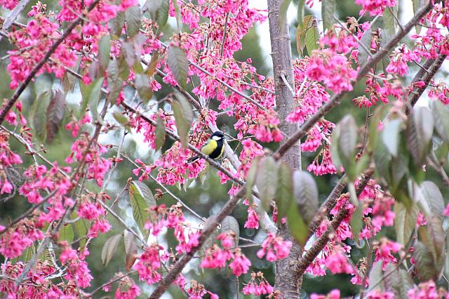 青背山雀の撮影に成功♪嬉し過ぎる！！
