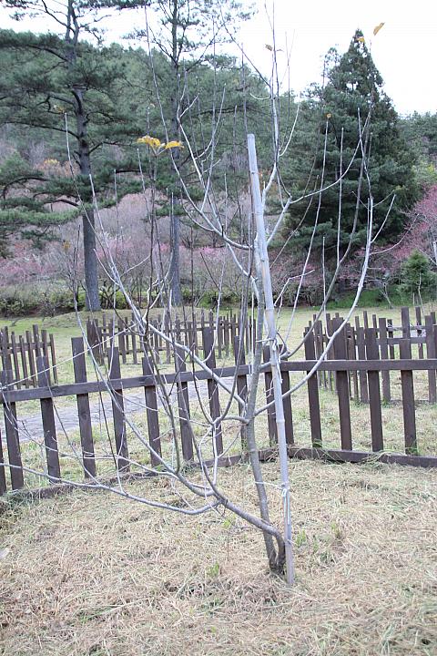 ここ、武陵農場にもあるんです！