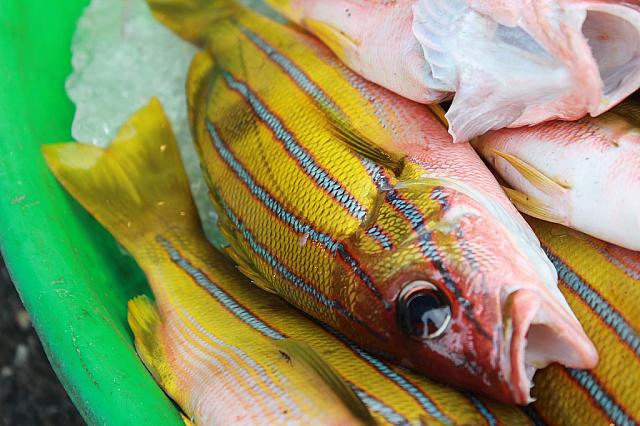 見たことないお魚が置かれています