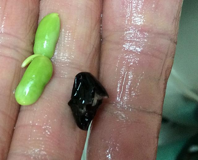 10時間浸すと皮がとれて緑色の豆がでてきます
