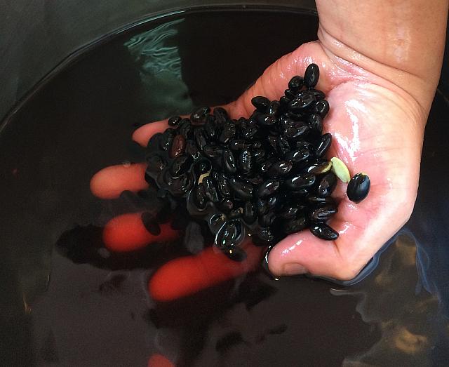 水にひたされた黒豆たち