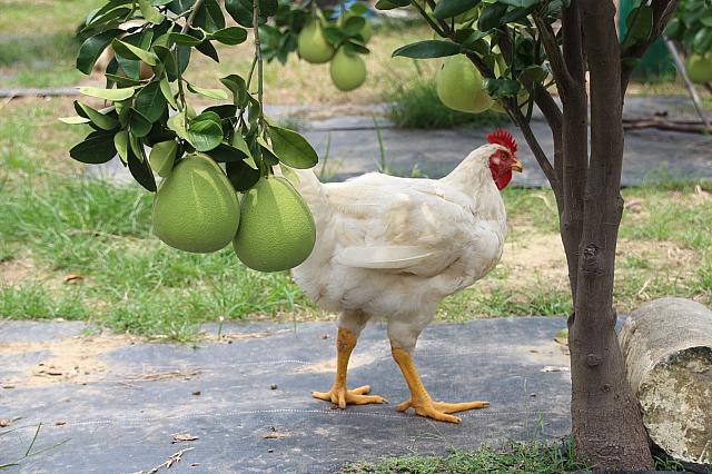 果樹園を守る鶏たち