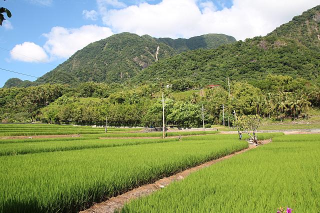 田んぼの向こうに山