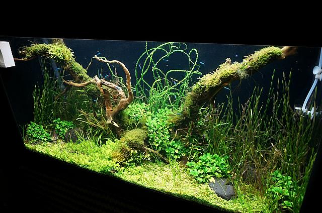 トイレには熱帯魚が！