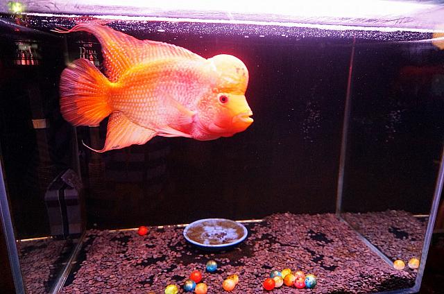 お店に入ると、お魚が”こんにちは～”。粋ですね♪