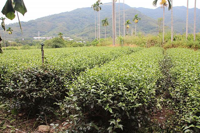 永安は茶畑がいっぱい