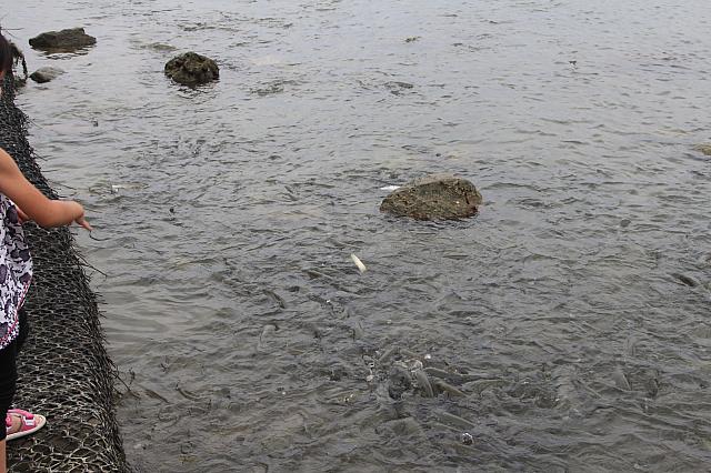 魚は寄ってくるのです！