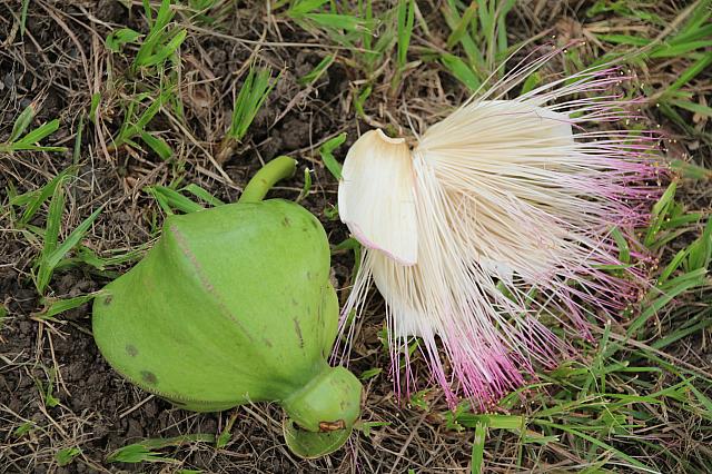 きれいな花と果実ですが、