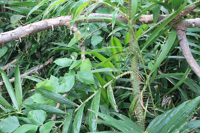 家屋に使用される蔓も周辺に植わっています