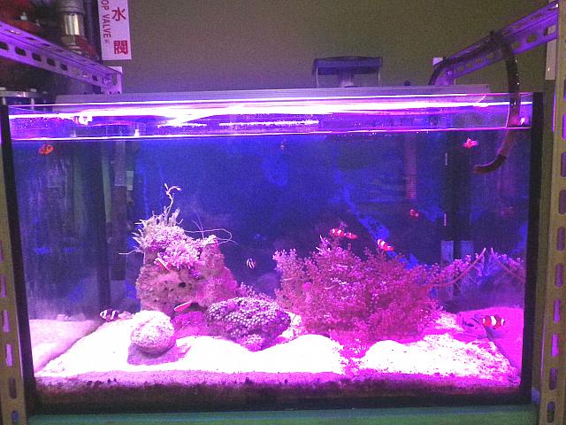 オーナーの趣味の熱帯魚