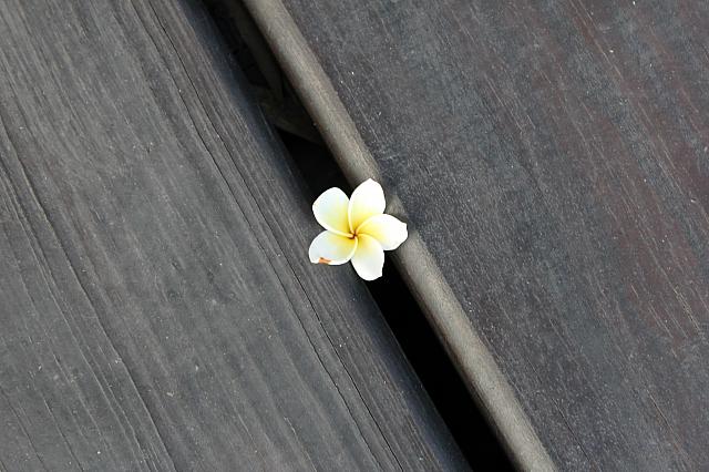 プルメリアの木が植えられています。中華っぽい建築にプルメリアがあるのが何とも台湾らしい♪