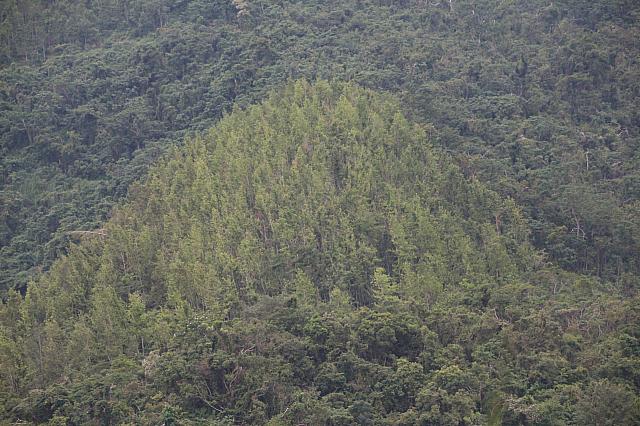 ここは実験的に植林を行っているエリア