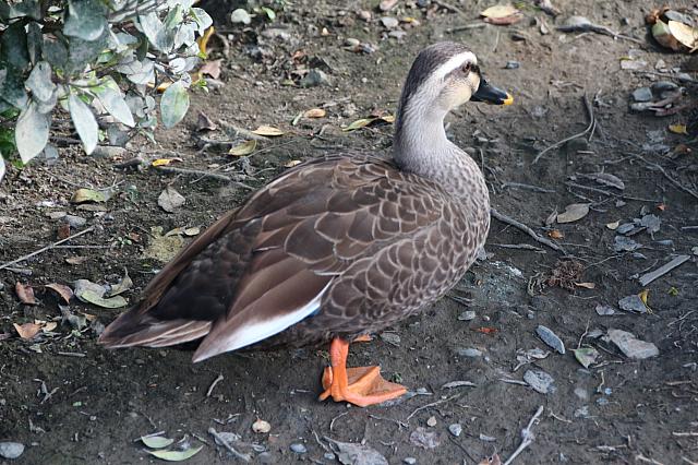 近くに人が寄っても逃げません