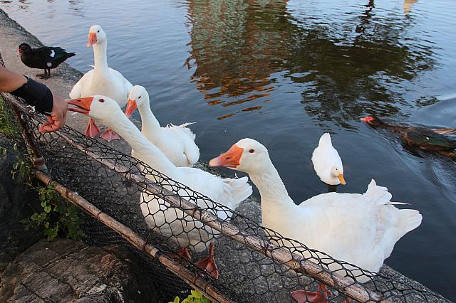 ガチョウもいれば