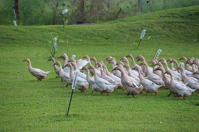 何事もなったかのように、集団で去っていきました
