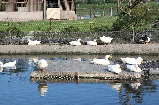 池の向こうにある小屋へ向かいます