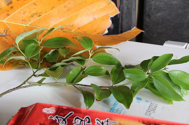 月桂（ローリエ）葉のお茶