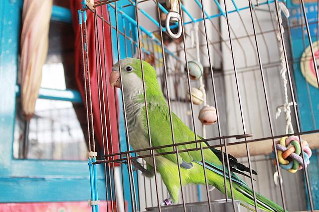 看板インコ