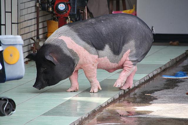 家畜です