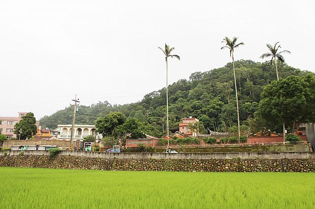 この日は生憎の雨でしたが、稲は水分を得てみずみずしい！天気がいい日は、子どもはあぜ道を走り回れますし、大人は童心に返って、自然と笑顔になりますよ～
