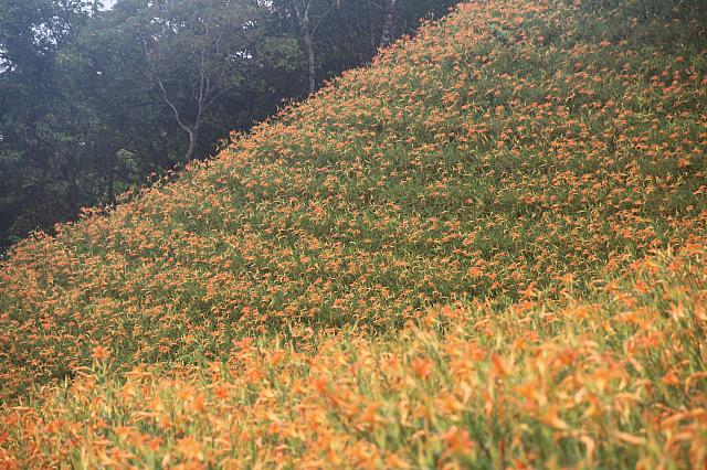 四方、花に埋め尽くされています