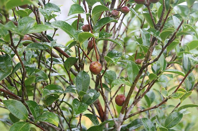 茶油が採れる茶葉の実も