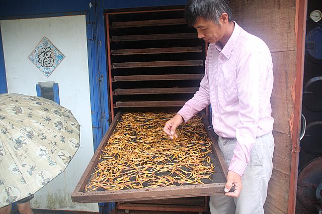 こちらは蒸した後、乾燥中の金針花