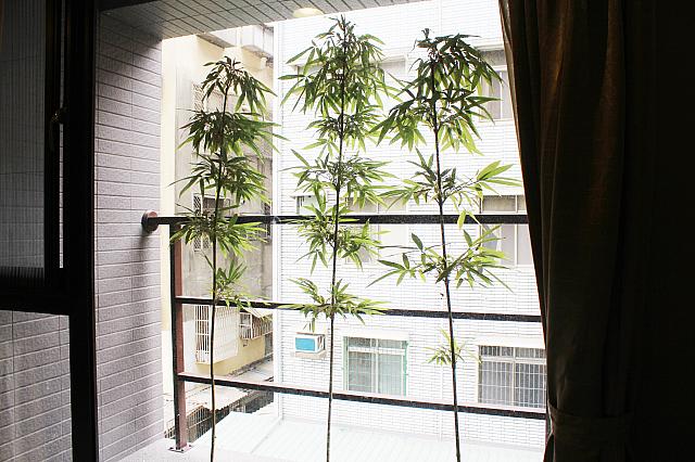 ベランダはありませんが、窓際に緑が植えられています