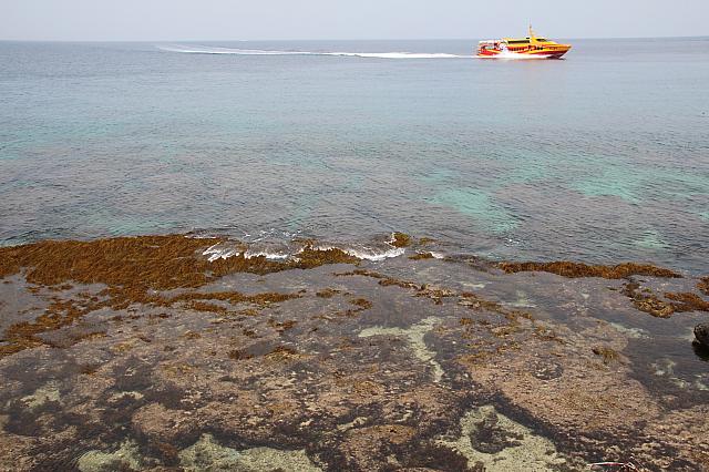 アオウミガメがひょっこり首を出すこともあり