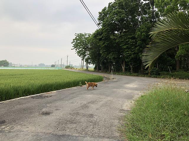 看板犬の小黄が道案内してくれました(笑)