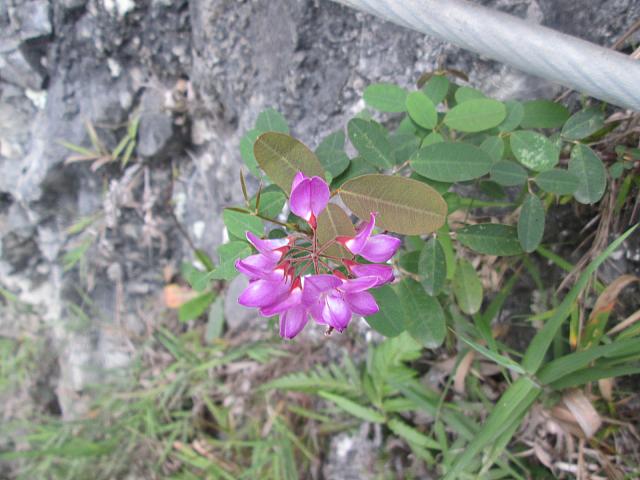 山のお花がたくさん咲いていました