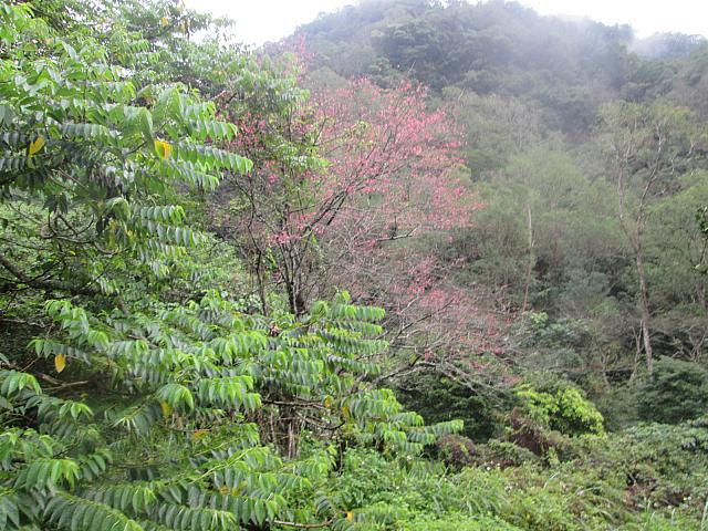 サクラは日本で一般的な薄いピンクの花ではなく濃いピンクの種類
