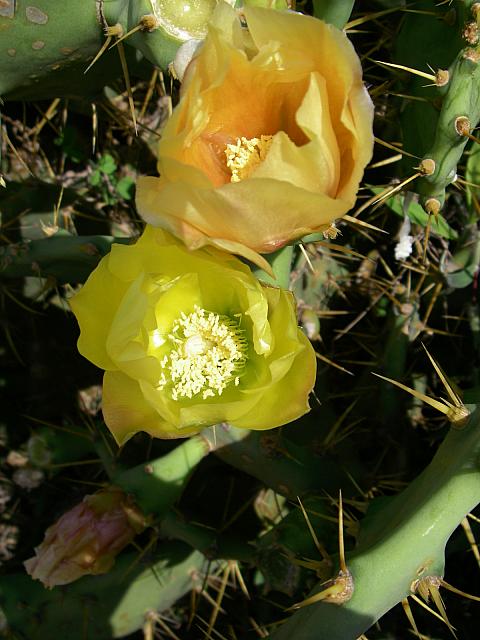 サボテンの花がキレイです～