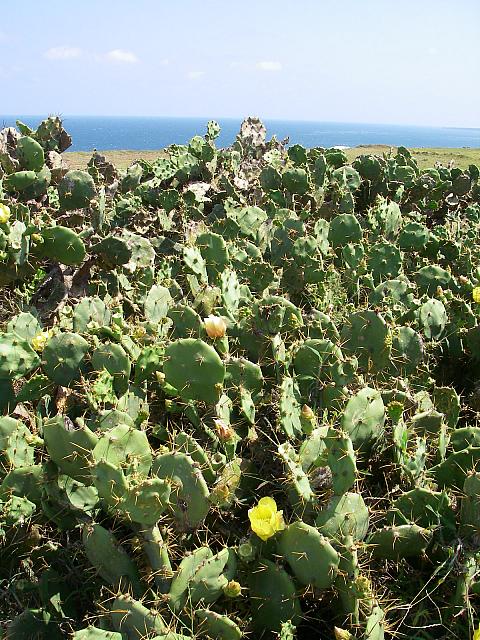 サボテン「仙人掌」が群生