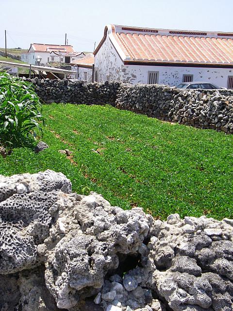 石垣でなく珊瑚垣