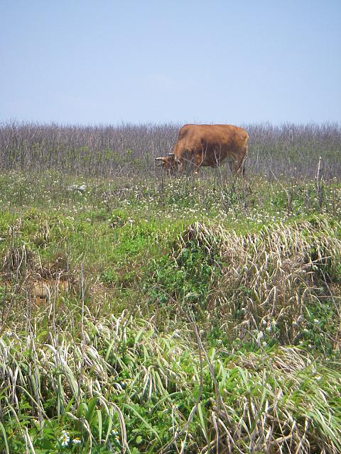 道中には牛が～