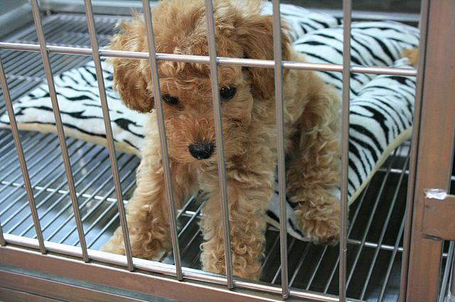 ペットショップではこーんなカワイイ子犬ちゃんも♪あまりの魅力でナビの目は釘付けになってしまいました～。