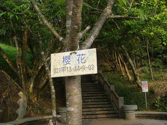 ここの気候は、桜も咲くんですね