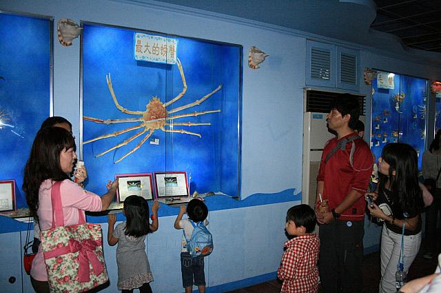 カニの標本の数々に、子供たちは興味津々！