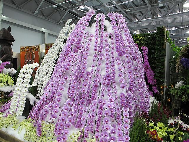 台湾の花といえばこれ、「胡蝶蘭」