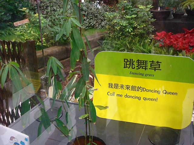 人が通ると葉が揺れるので、ダンス草と言います