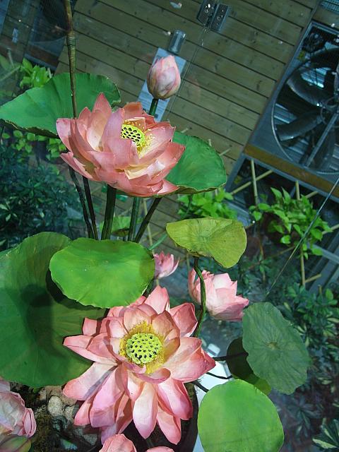瞬間冷却された蓮の花