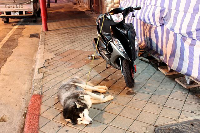 どこにでも犬が寝てるのは台湾本島と同じ光景