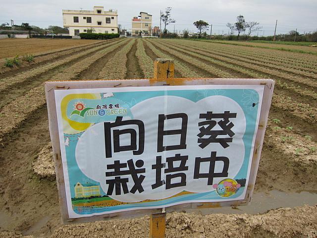 向日葵で有名な向陽農場ですが、今はまだ栽培中・・・