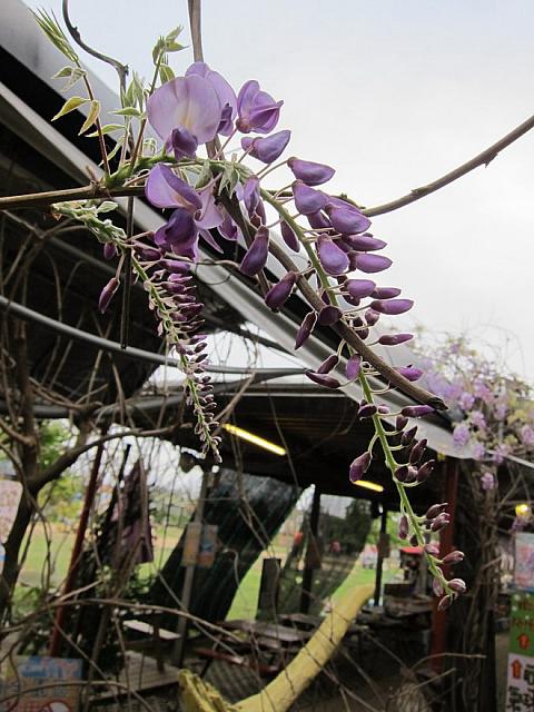 1年中四季折々のお花が楽しめますよ～