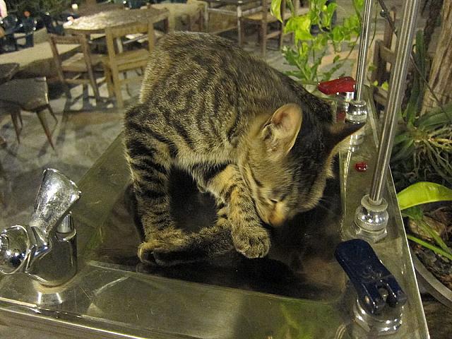 猫ちゃんもマイペース！