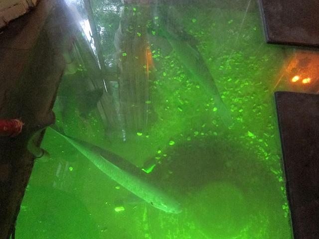 床の下には大きなお魚さんが！！