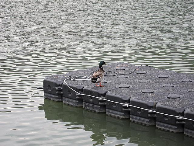 その音楽に誘われて、水から飛びあがってきちゃいました☆
