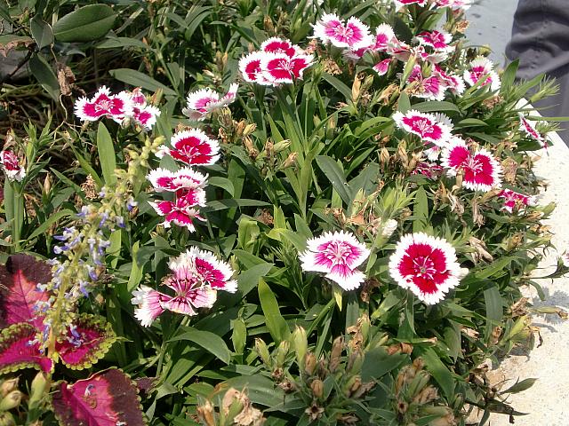 綺麗な花を見ながら、楽しく歩き、
